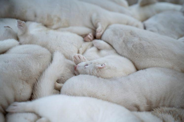 Coronavirus kills 15,000 US mink, as Denmark prepares for nationwide cull Coronavirus kills 15,000 US mink, as Denmark prepares for nationwide cull