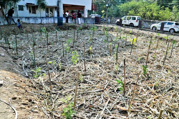 4th Miyawaki forest coming up at Thoraipakkam