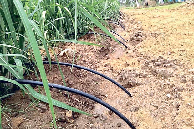 Sugarcane farmers advised to opt for scientific cultivation to increase yield Sugarcane farmers advised to opt for scientific cultivation to increase yield