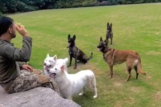 Dhoni orders 2,000 black Kadaknath chicks from Jhabua