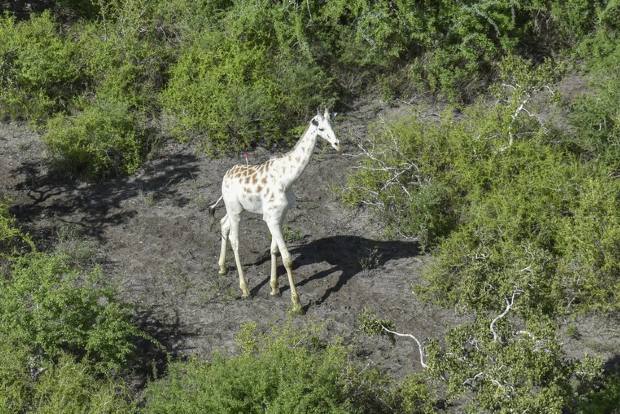 Worlds last known white giraffe gets GPS tracking device