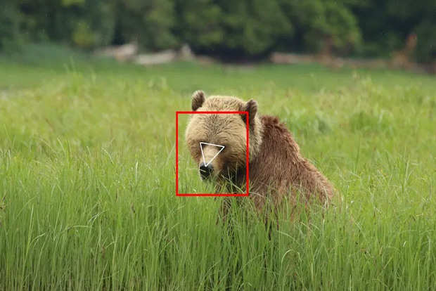 Tech for New Era: Facial mapping finds new use, to ID features of brown bears