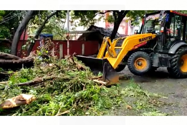 Tree clearing operations started early in Chennai