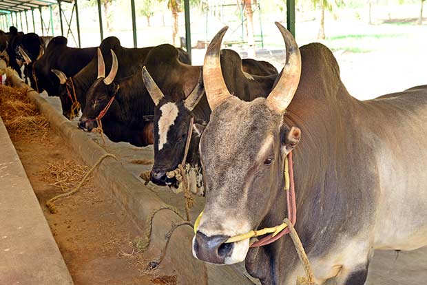 Jail inmates to take care of cow shelters in UP
