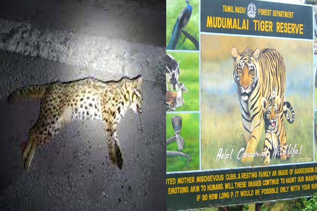 Rise in leopard cat deaths in Nilgiris causes concern