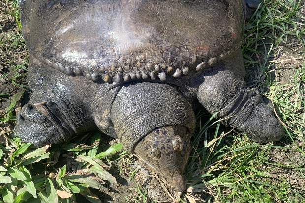 Professor rescues turtle from fish market in Assam Professor rescues turtle from fish market in Assam