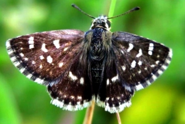 Indias 1328th butterfly species found in Rajasthan
