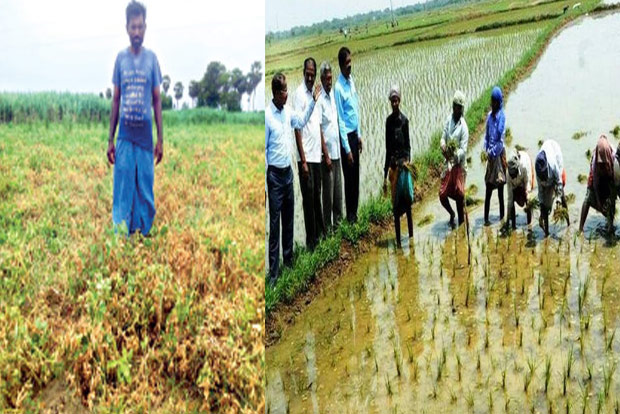 Failure of groundnut crop likely to affect Kuruvai cultivation in Ranipet
