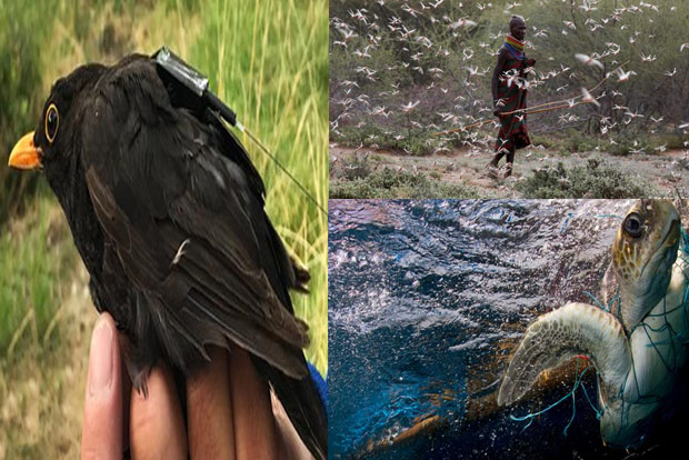 Tracking animals from space could warn of epidemics