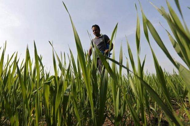 Agri exports rise 43.4 pc in Apr-Sept: Govt