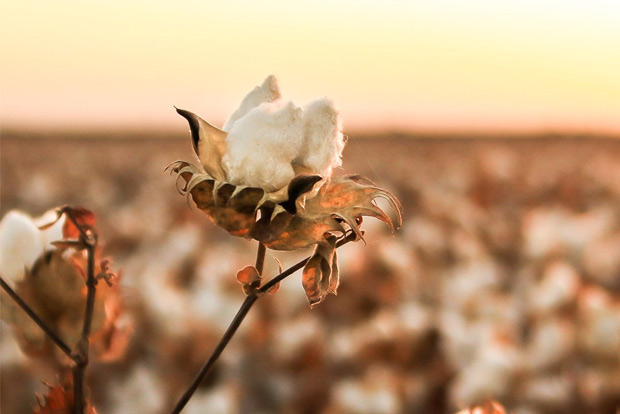 Indias cotton crop estimates for 2019-20 raised to 360 bales