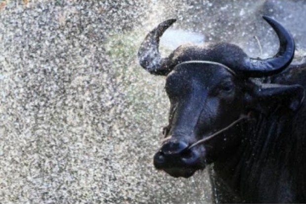 Bid to smuggle 49 buffaloes, oxen thwarted