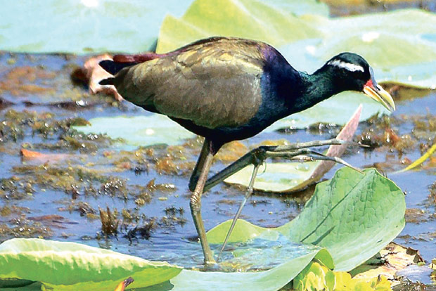 Polyandrous bird Jacana on verge of extinction