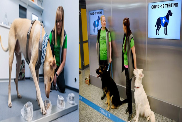 Best friends to the rescue: The case for employing canines to detect COVID-19