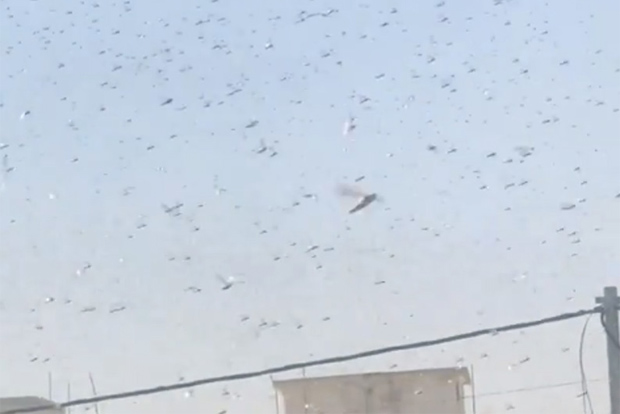 UN issues alert on new wave of desert locusts in Somalia