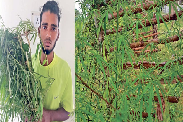 Peddler growing ganja plants on lake bed arrested in Avadi