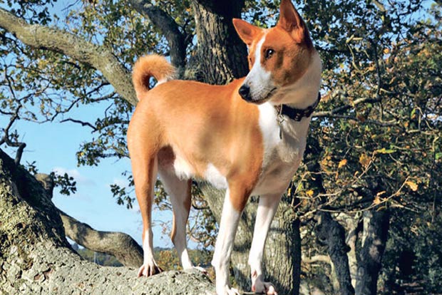 Creed of canines: Ancient dog DNA shows early propagation around the globe