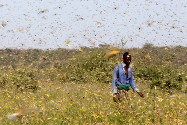 Desert locusts, Covid, flooding threaten Ethiopias food security