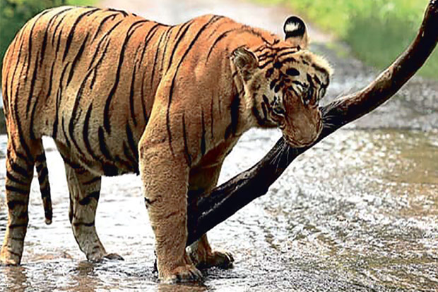 ‘Good rainfall may help improve deer, tiger population’