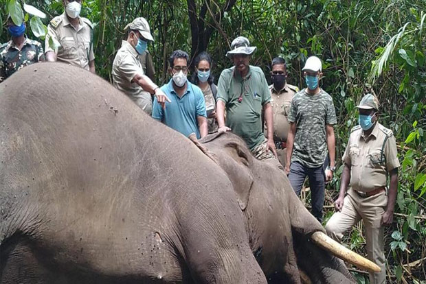 Territorial fight suspected behind tusker’s death