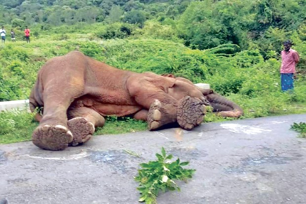 Another elephant dies of mouth injury, ‘fruit bomb’ suspected