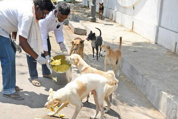 Work with communities when feeding strays