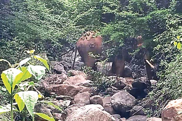 Injured jumbo to be tranquilised for treatment Injured jumbo to be tranquilised for treatment