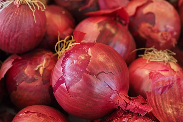 Centre prohibits exports of onions