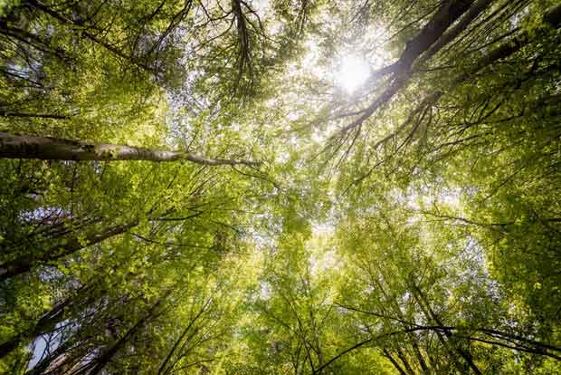 Over one lakh saplings to be planted in honour of TN environmentalist