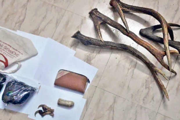 Man held in Gudalur for illegal possession of wildlife trophies