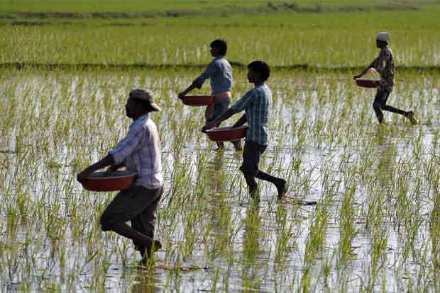 New 4.5 million dollar Walmart Foundation grants to empower India farmers New 4.5 million dollar Walmart Foundation grants to empower India farmers