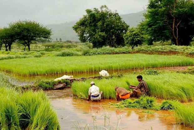 Helpline to report PM Kisan scheme scam announced