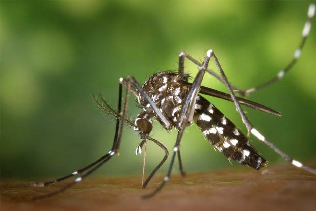 Delhi govt to request people to reach out to friends and advise them good practices in preventing dengue
