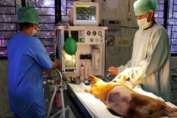 Plaint against vet for pet dog’s death