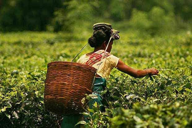 Assam govt to invest Rs 200 cr to boost tea industry