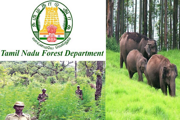 Nabbing poachers has become easy as tourists stay away from forests