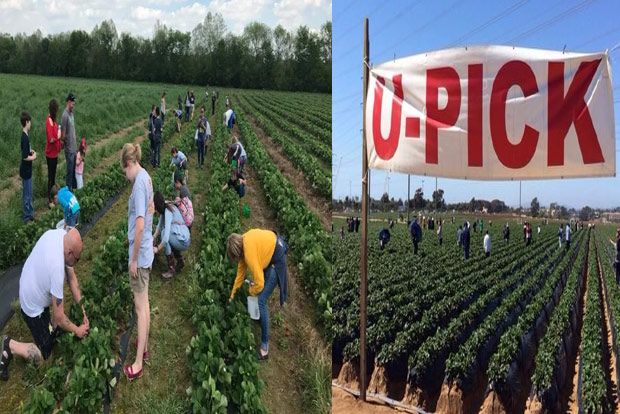 Global Tamilian: U-Pick farms prove a favourite fun activity even during pandemic Global Tamilian: U-Pick farms prove a favourite fun activity even during pandemic
