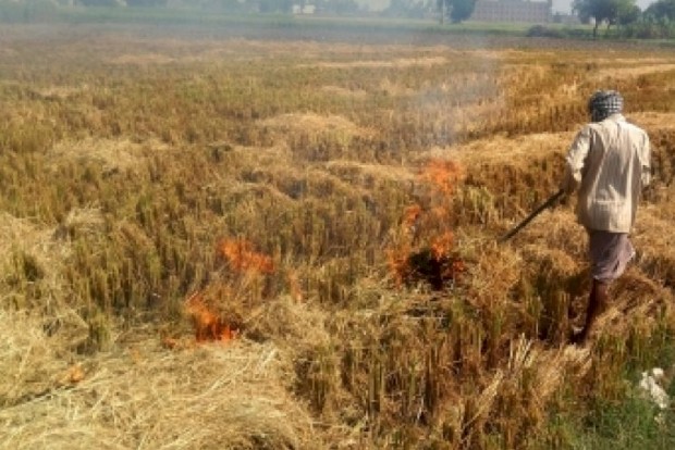 Delhi HC orders notices on plea to prevent stubble-burning