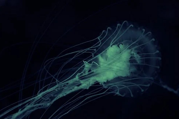 Texas county on alert over brain-eating amoeba after death of six-year-old