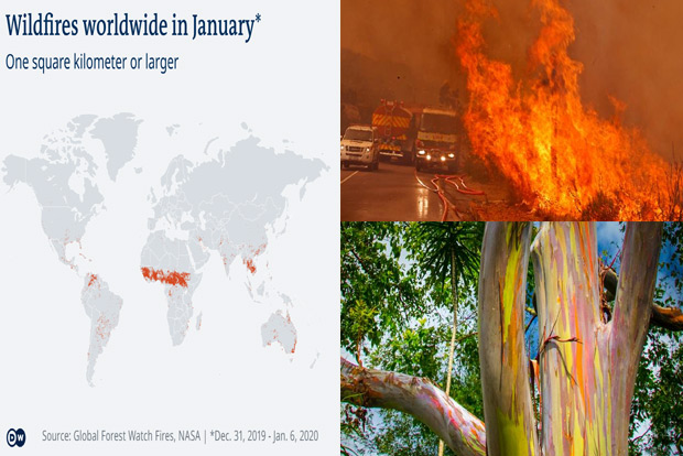 Nature’s pyrotechnics: Fire starters - Of the trees that burn and those that don’t Nature’s pyrotechnics: Fire starters - Of the trees that burn and those that don’t