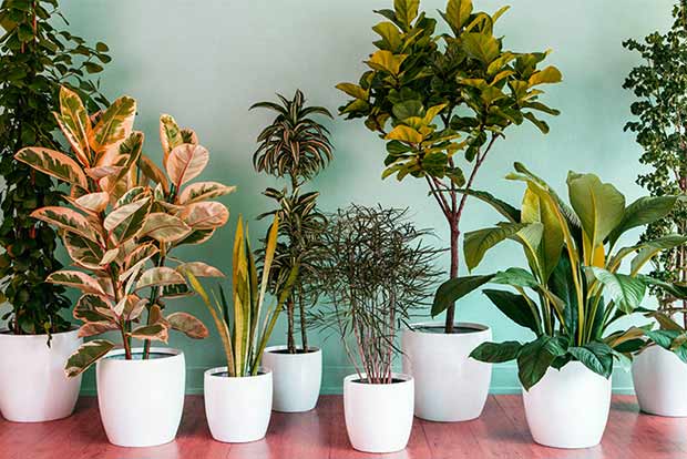 Plants help reduce toxic mercury from our environment: Study Plants help reduce toxic mercury from our environment: Study