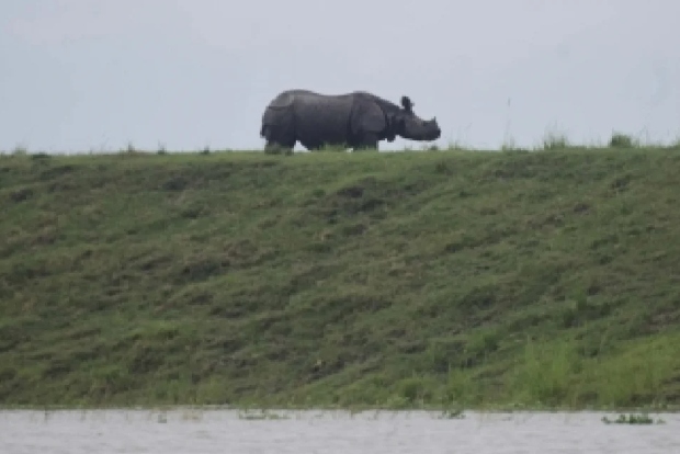 Two rhinos enter Assam village, one captured