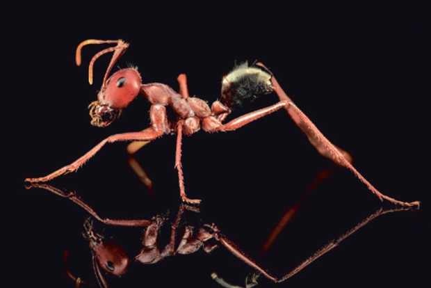 Nature’s foot soldiers: In praise of ubiquitous tiny ants