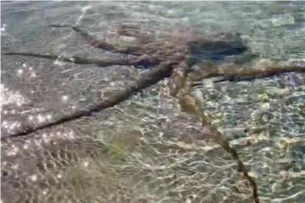 Angriest octopus lashes out at man on Australia beach