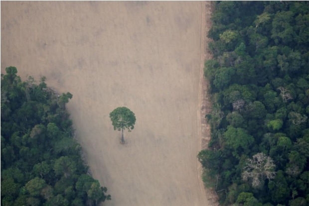 Amazon deforestation rose 17pc in dire 2020, data shows