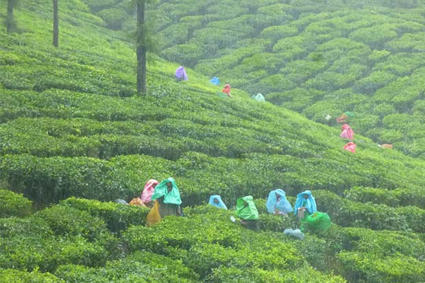 ULFA asks tea company to shift offices to Assam, recruit people from the state ULFA asks tea company to shift offices to Assam, recruit people from the state