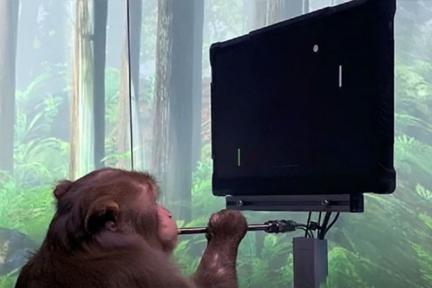 Musks Neuralink shows how monkey plays Pong with his mind