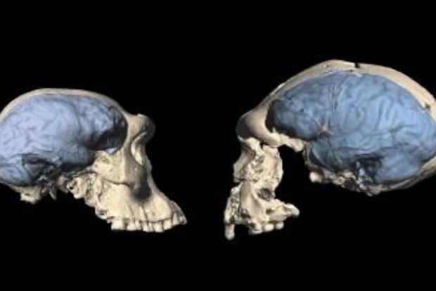 Modern human brain originated 1.7 mn years ago in Africa