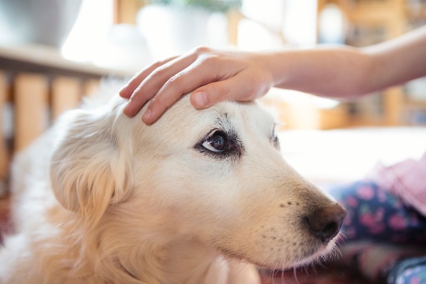 Pets eased childrens loneliness in lockdown: Study