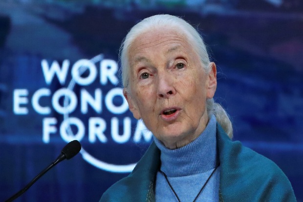 Leading primatologist Jane Goodall to address animal rights conference
